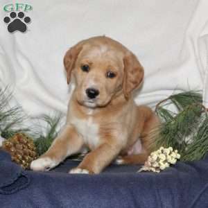 Blitzen, Labrador Mix Puppy